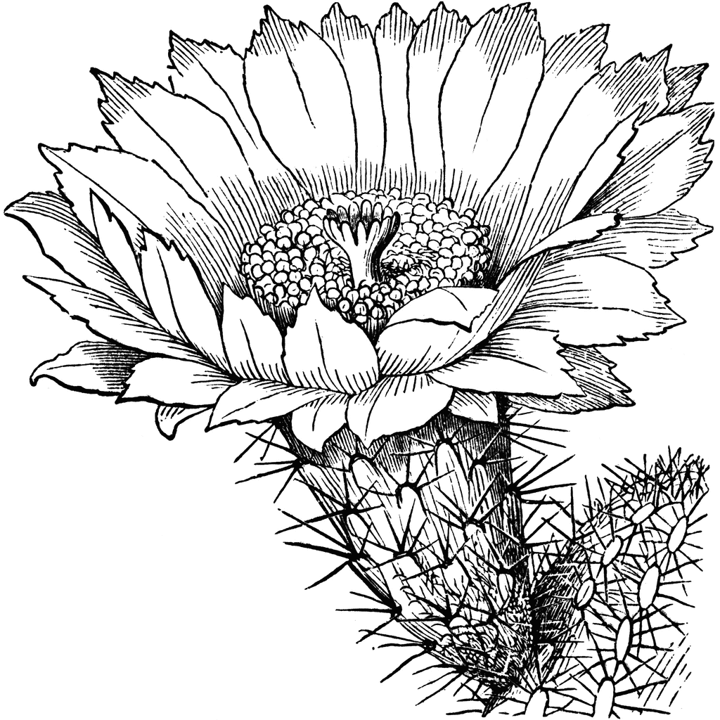 Cactus Blossom clipart #1, Download drawings
