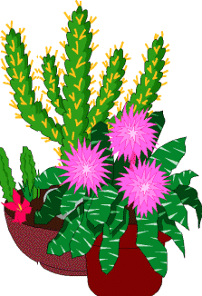 Cactus Blossom clipart #12, Download drawings