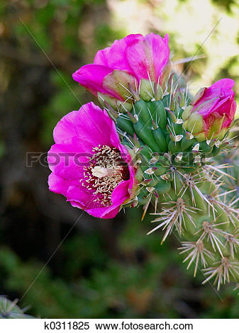 Cactus Blossom clipart #4, Download drawings