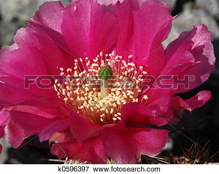 Cactus Blossom clipart #5, Download drawings