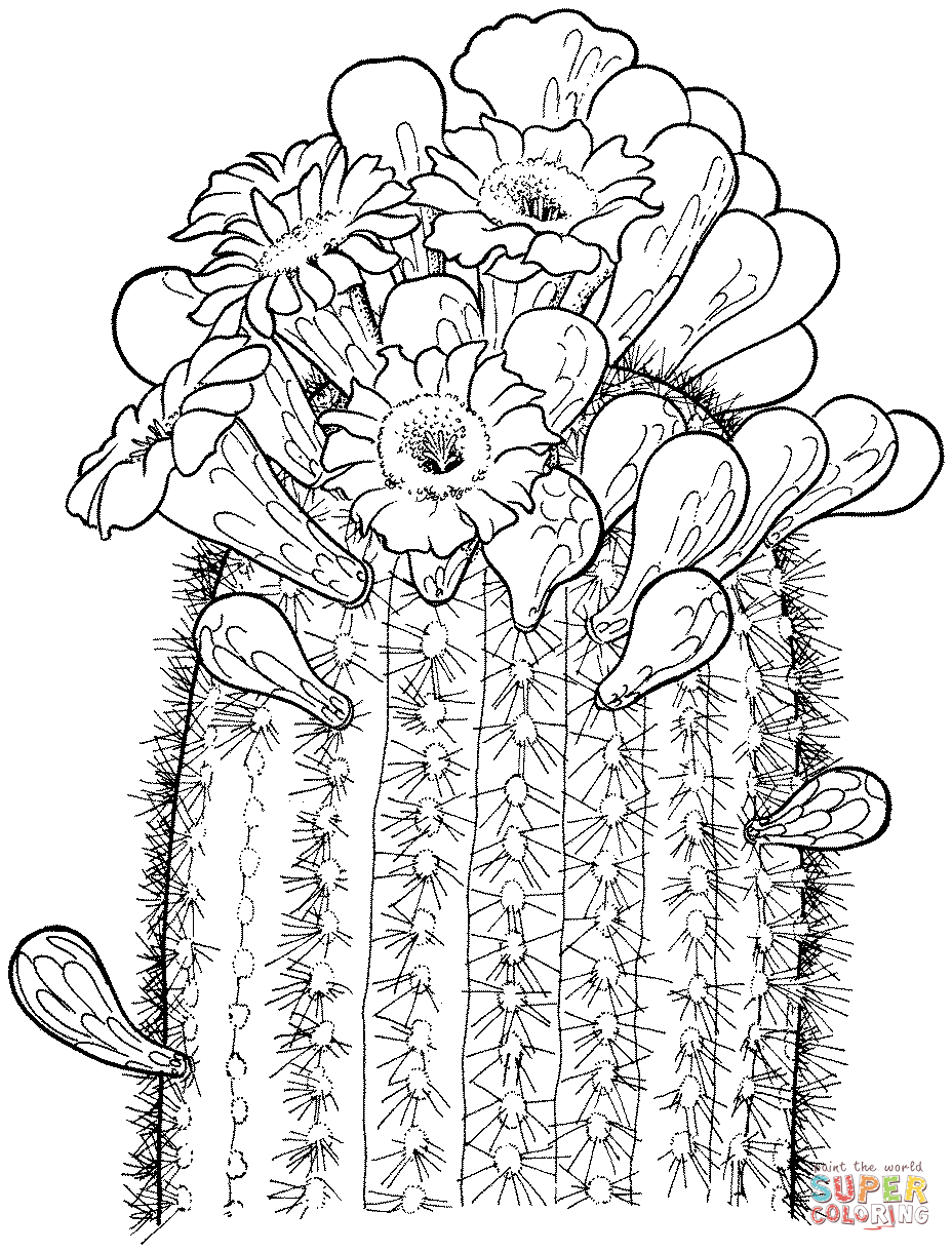 Cactus Blossom coloring #5, Download drawings