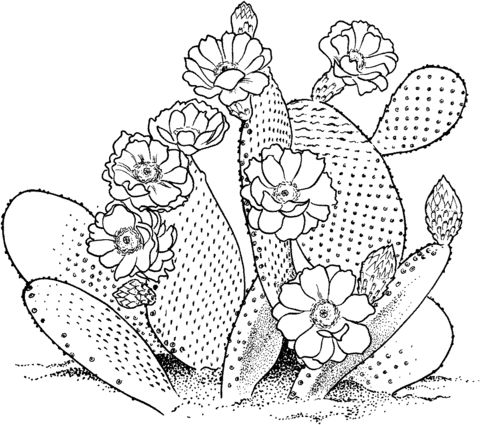 Cactus Blossom coloring #15, Download drawings
