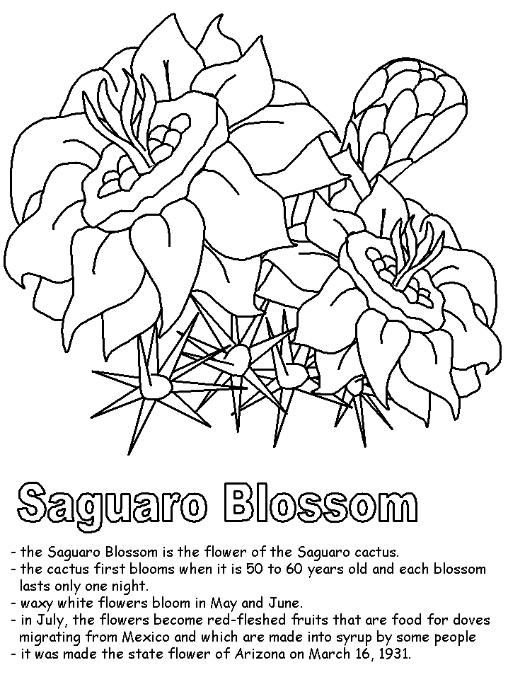 Cactus Blossom coloring #1, Download drawings