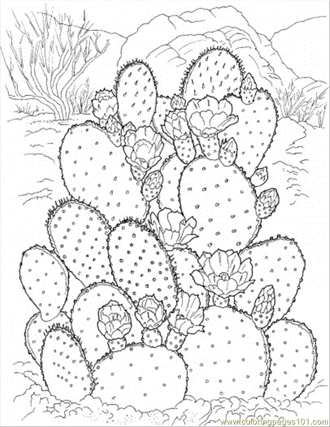 Cactus Blossom coloring #6, Download drawings