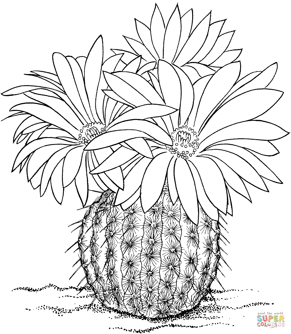 Cactus Blossom coloring #10, Download drawings