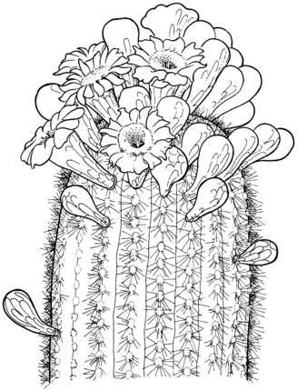 Cactus Blossom coloring #7, Download drawings