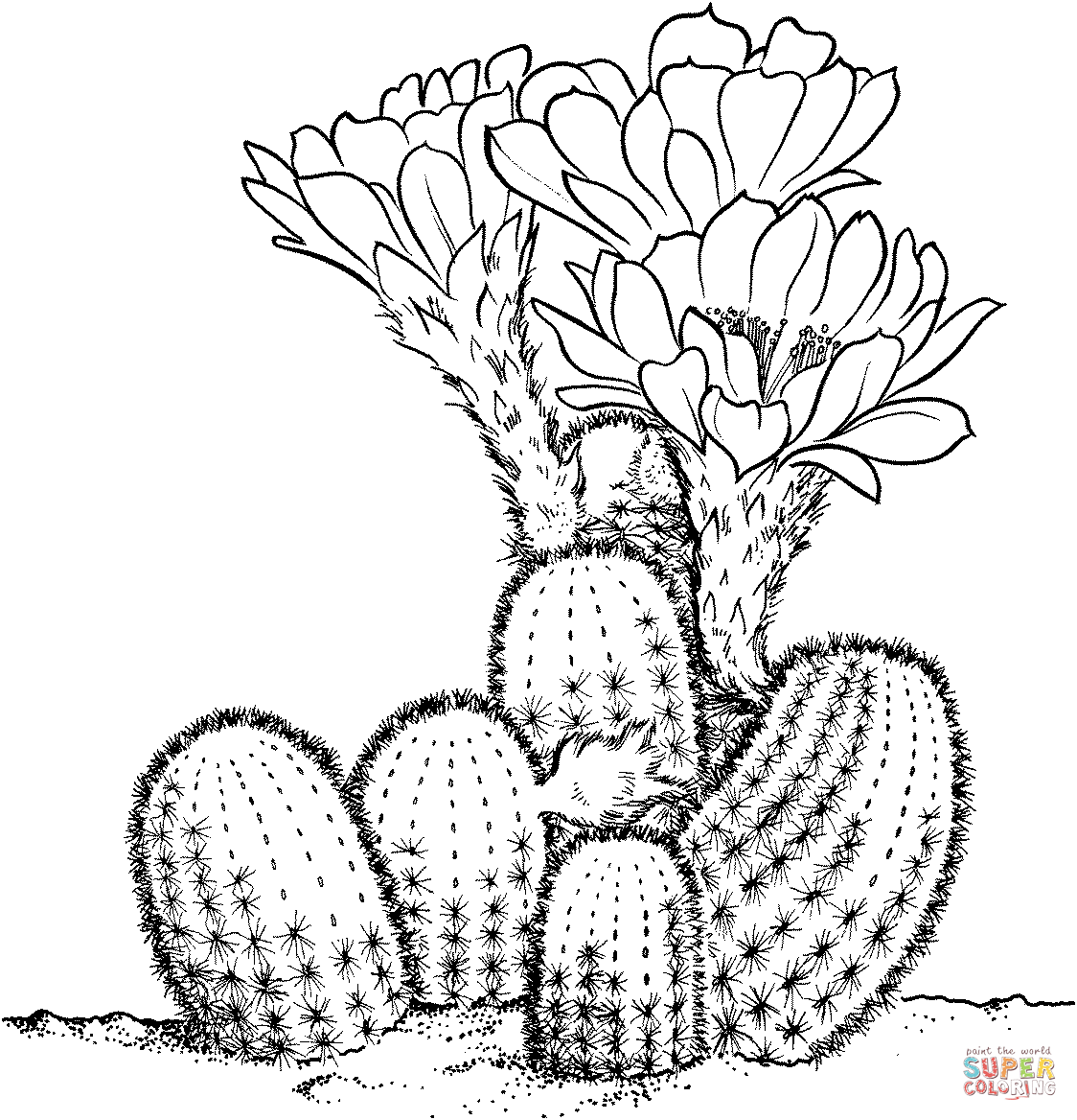 Cactus coloring #4, Download drawings