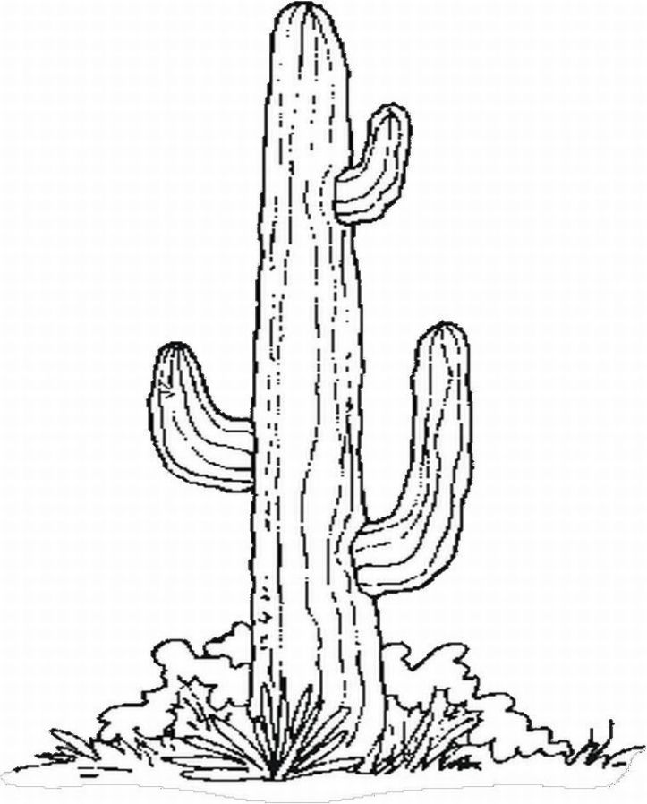 Cactus coloring #11, Download drawings