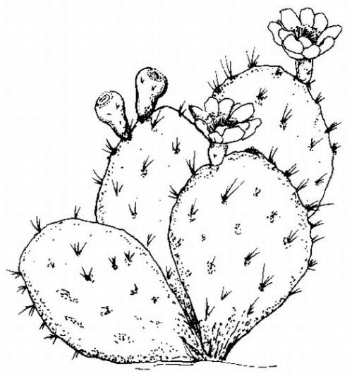 Cactus coloring #8, Download drawings