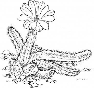 Cactus coloring #5, Download drawings