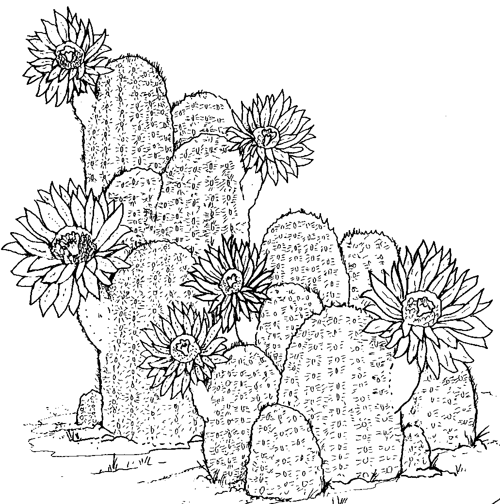 Cactus coloring #13, Download drawings