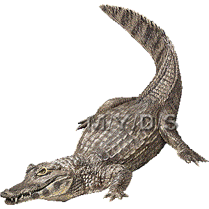 Caiman clipart #4, Download drawings