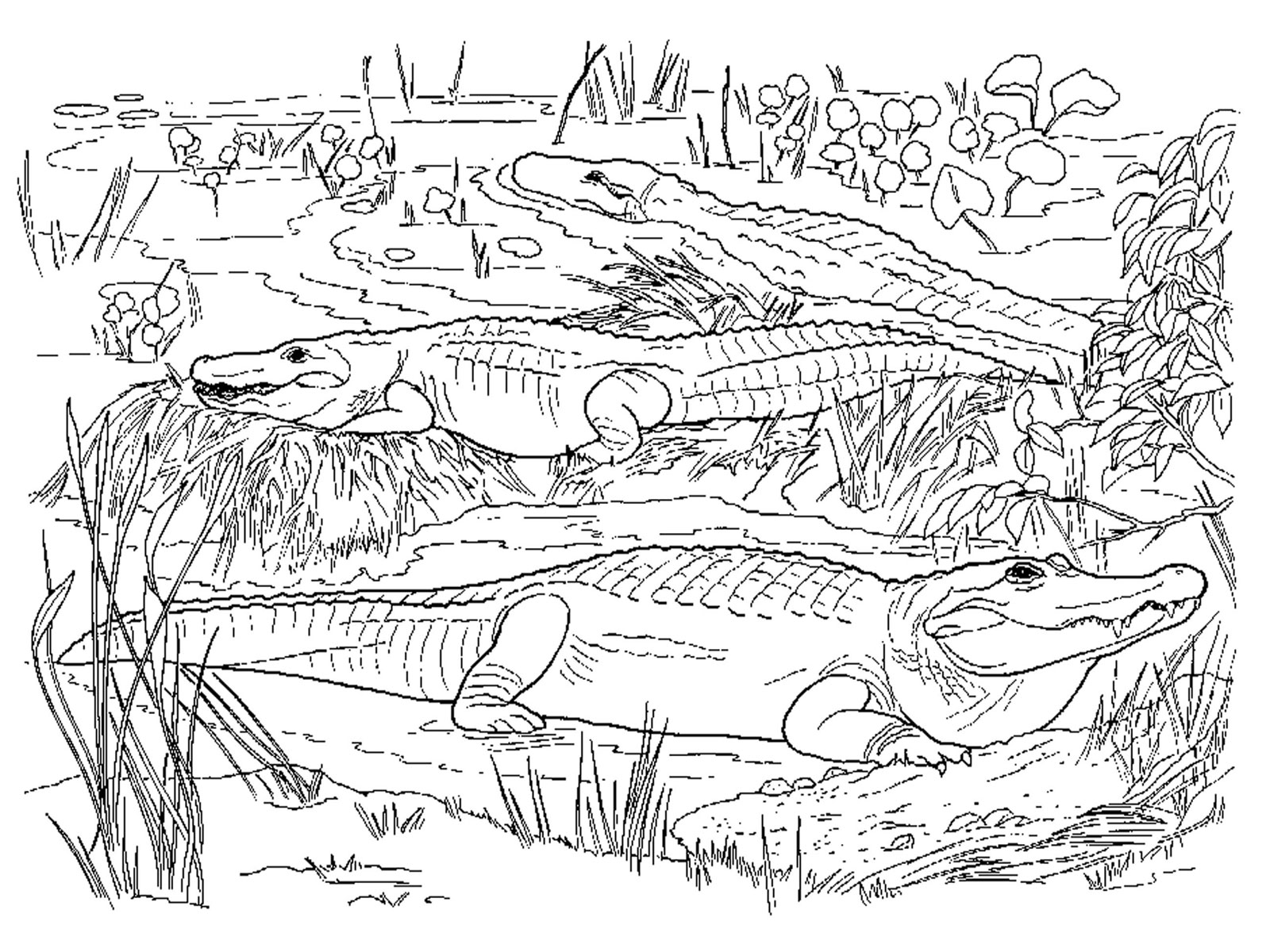 Swamp coloring #18, Download drawings
