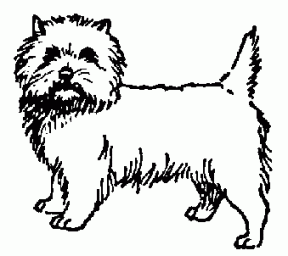 Cairn Terrier clipart #11, Download drawings
