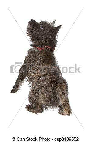 Cairn Terrier clipart #14, Download drawings
