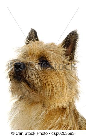 Cairn Terrier clipart #16, Download drawings