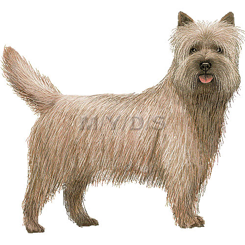 Cairn Terrier clipart #18, Download drawings