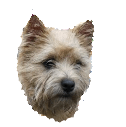 Cairn Terrier clipart #12, Download drawings