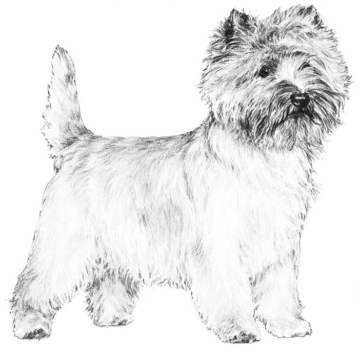Cairn Terrier coloring #17, Download drawings
