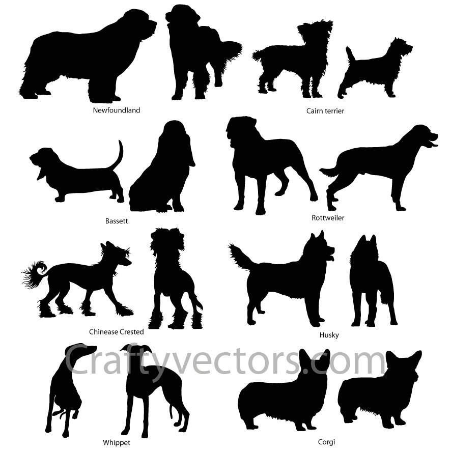Cairn Terrier svg #12, Download drawings