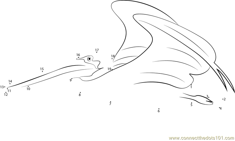 California Brown Pelicans coloring #1, Download drawings
