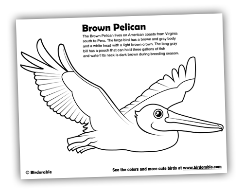California Brown Pelicans coloring #6, Download drawings