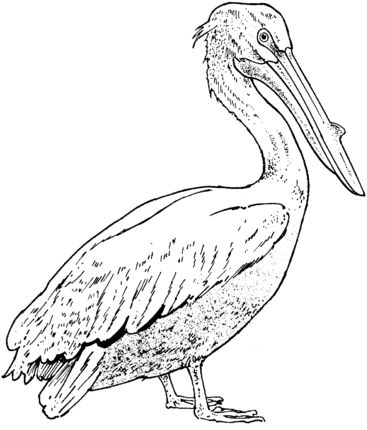 California Brown Pelicans coloring #16, Download drawings