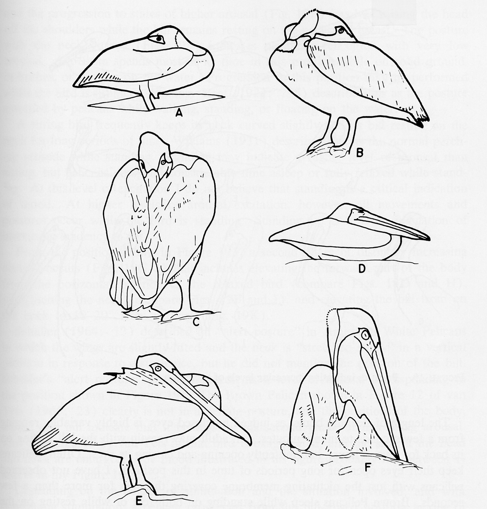California Brown Pelicans coloring #14, Download drawings