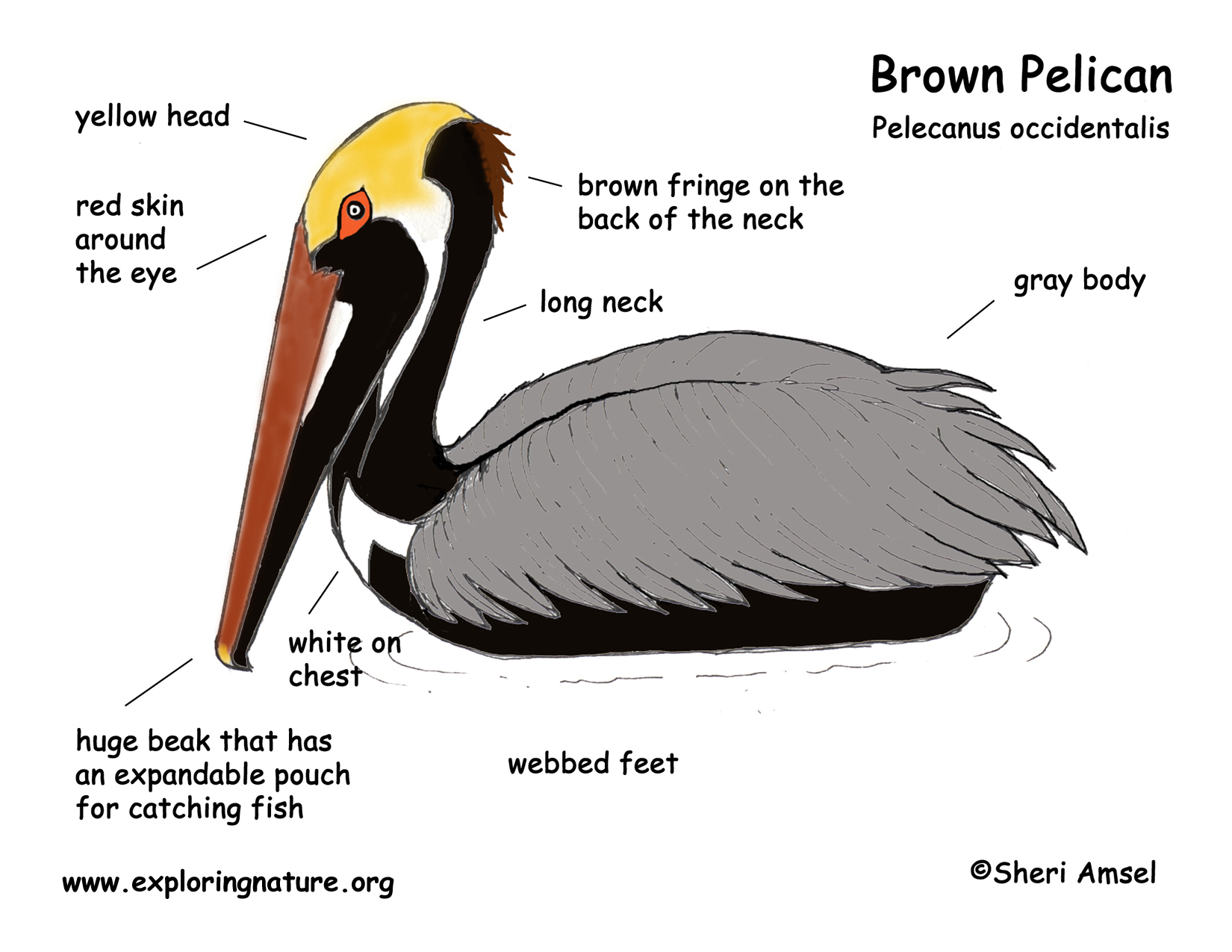 California Brown Pelicans coloring #11, Download drawings