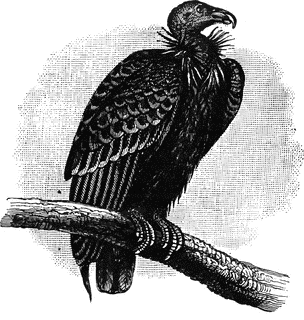 California Condor  clipart #18, Download drawings