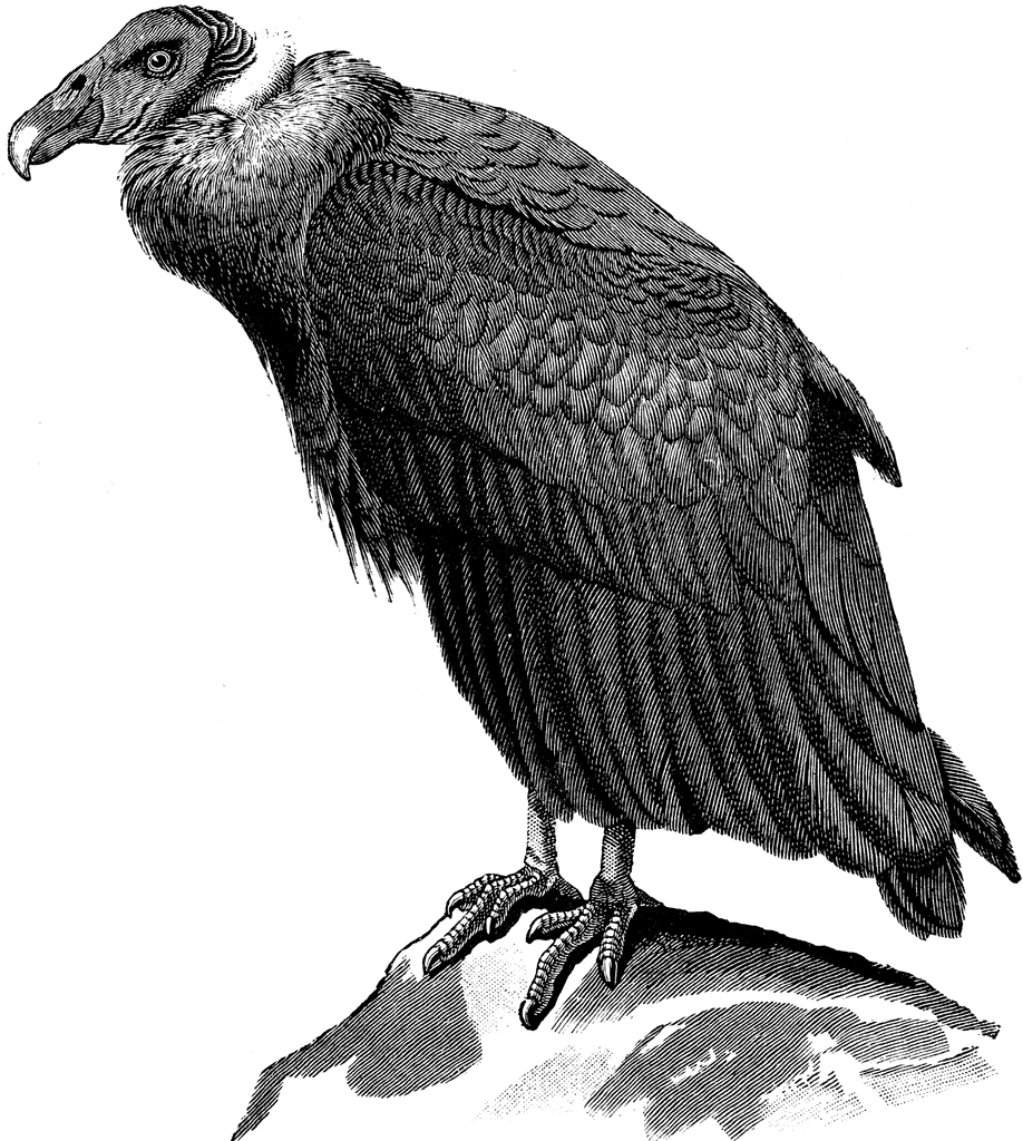 Condor clipart #6, Download drawings