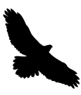 California Condor  clipart #6, Download drawings