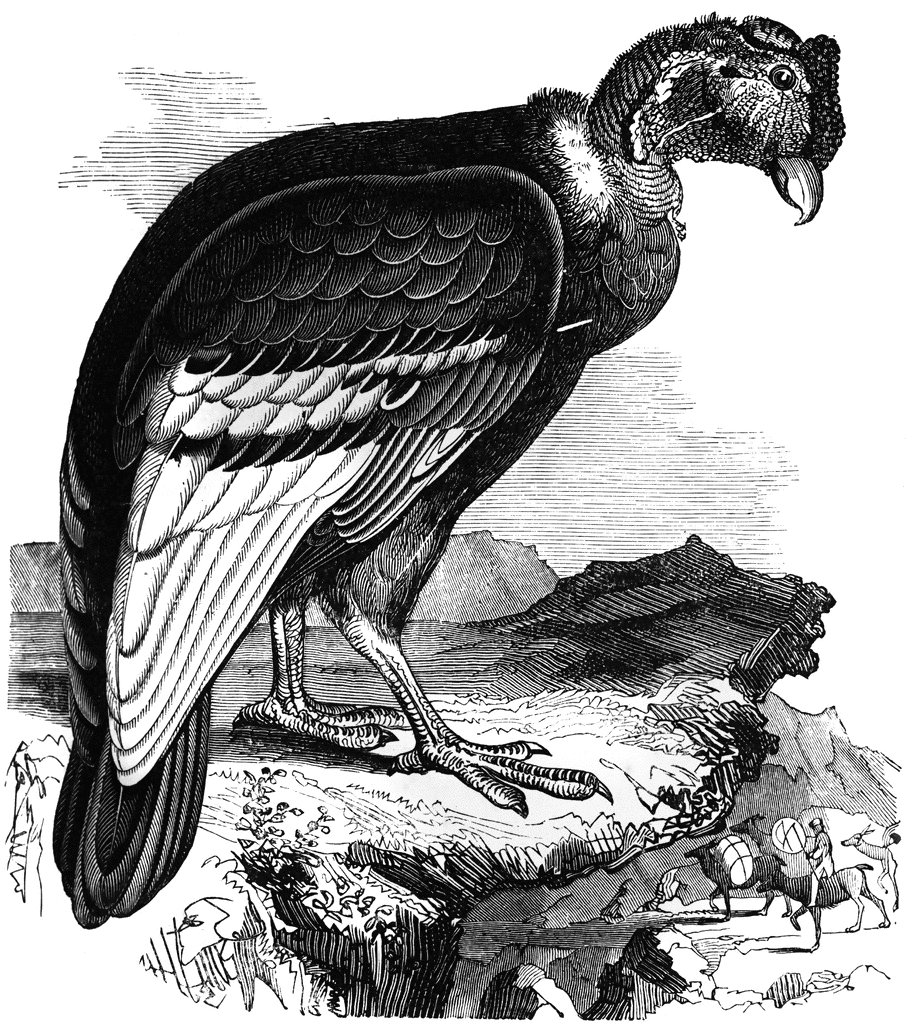 California Condor  clipart #3, Download drawings