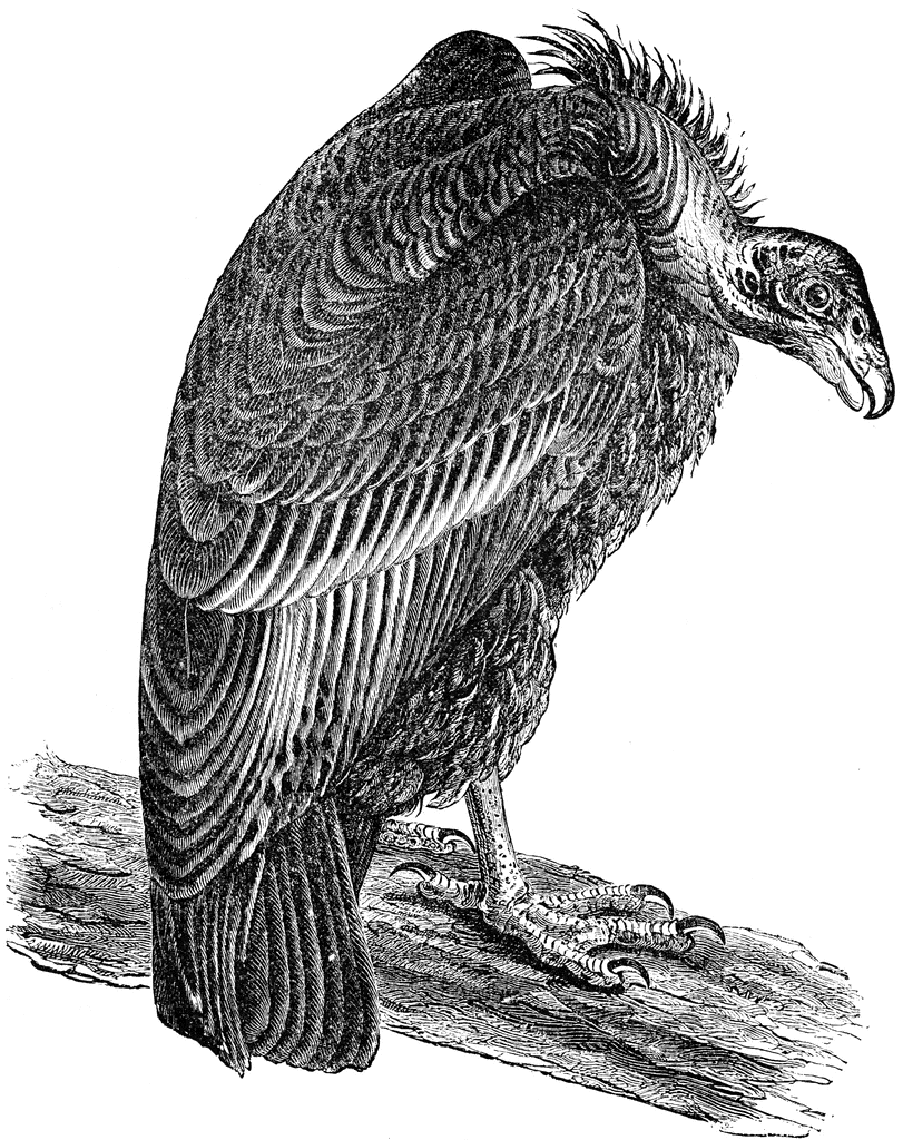 California Condor  clipart #4, Download drawings
