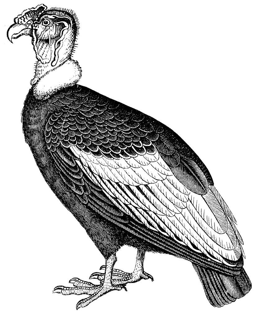 California Condor  clipart #10, Download drawings