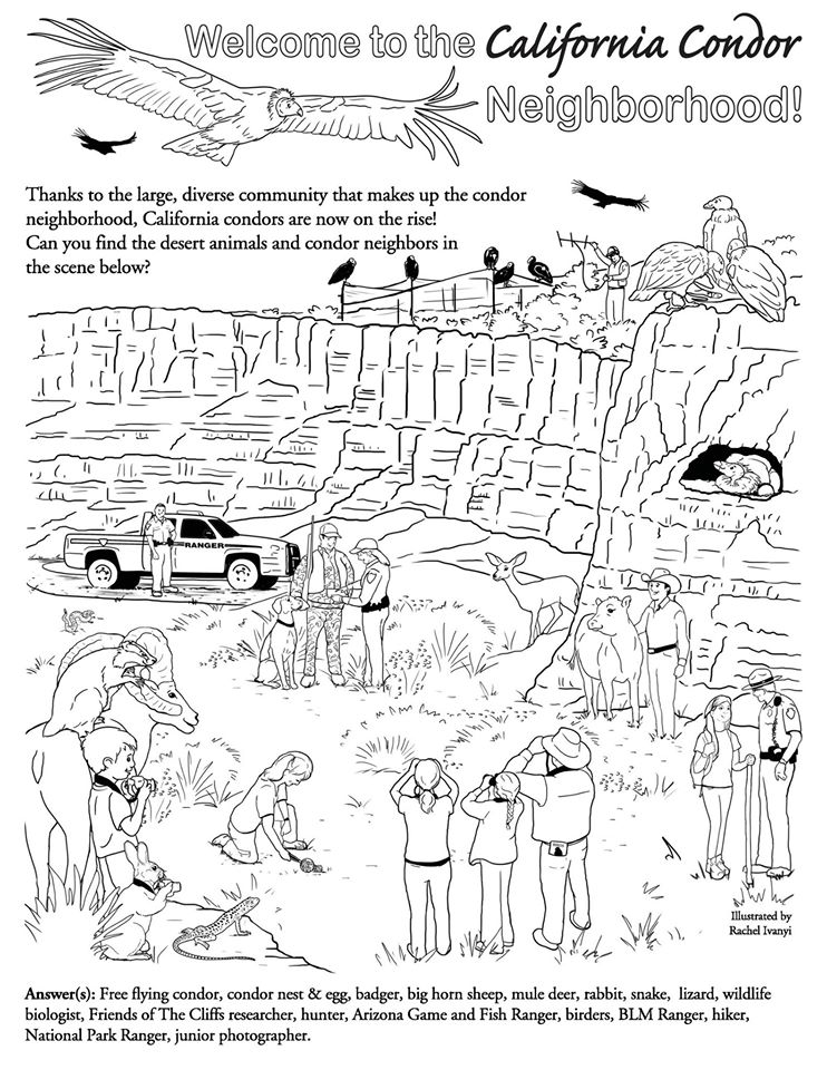 California Condor  coloring #16, Download drawings