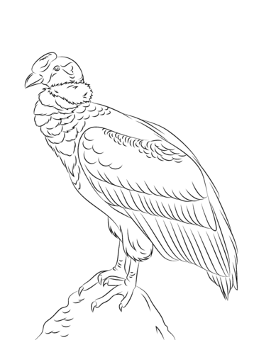 California Condor  coloring #17, Download drawings