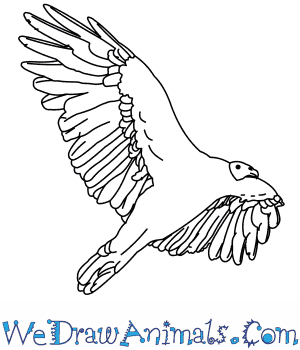 California Condor  coloring #11, Download drawings