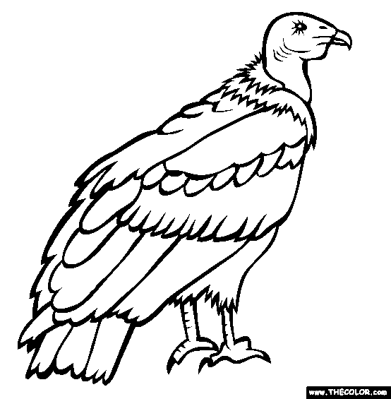 California Condor  coloring #3, Download drawings