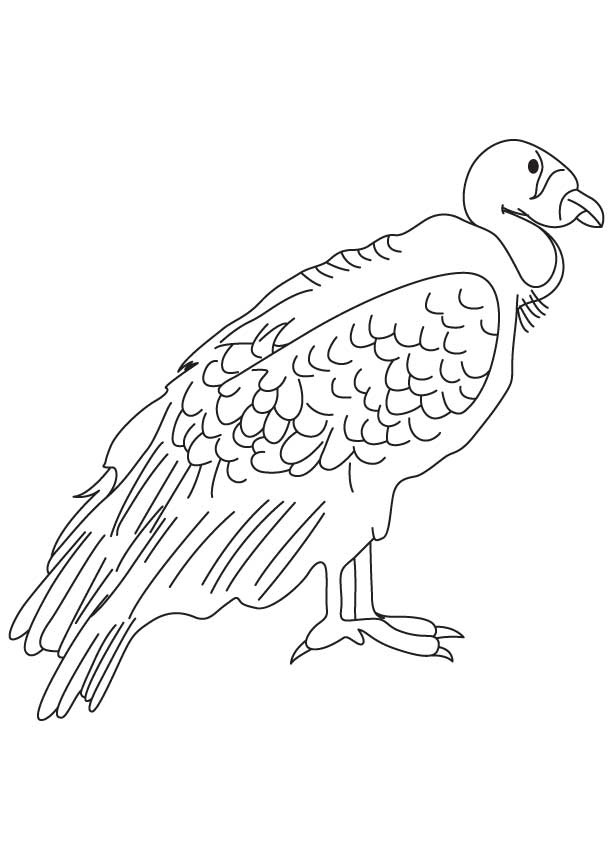 Condor coloring #16, Download drawings