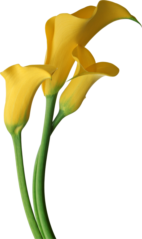 Calla Lily clipart #13, Download drawings