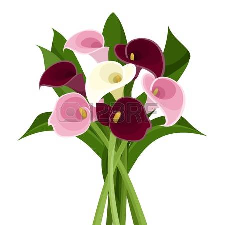 Calla Lily clipart #10, Download drawings