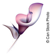 Calla Lily clipart #19, Download drawings
