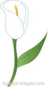 Calla Lily clipart #12, Download drawings