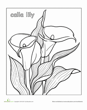 Calla Lily coloring #2, Download drawings