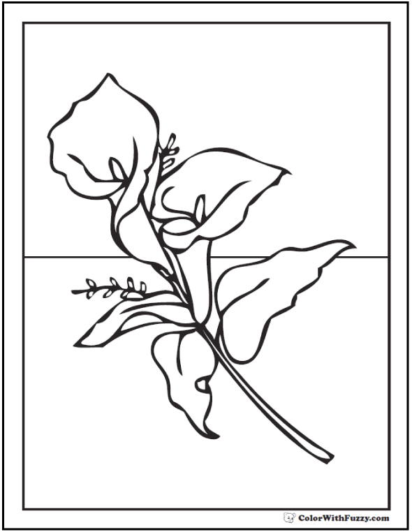 Calla Lily coloring #7, Download drawings
