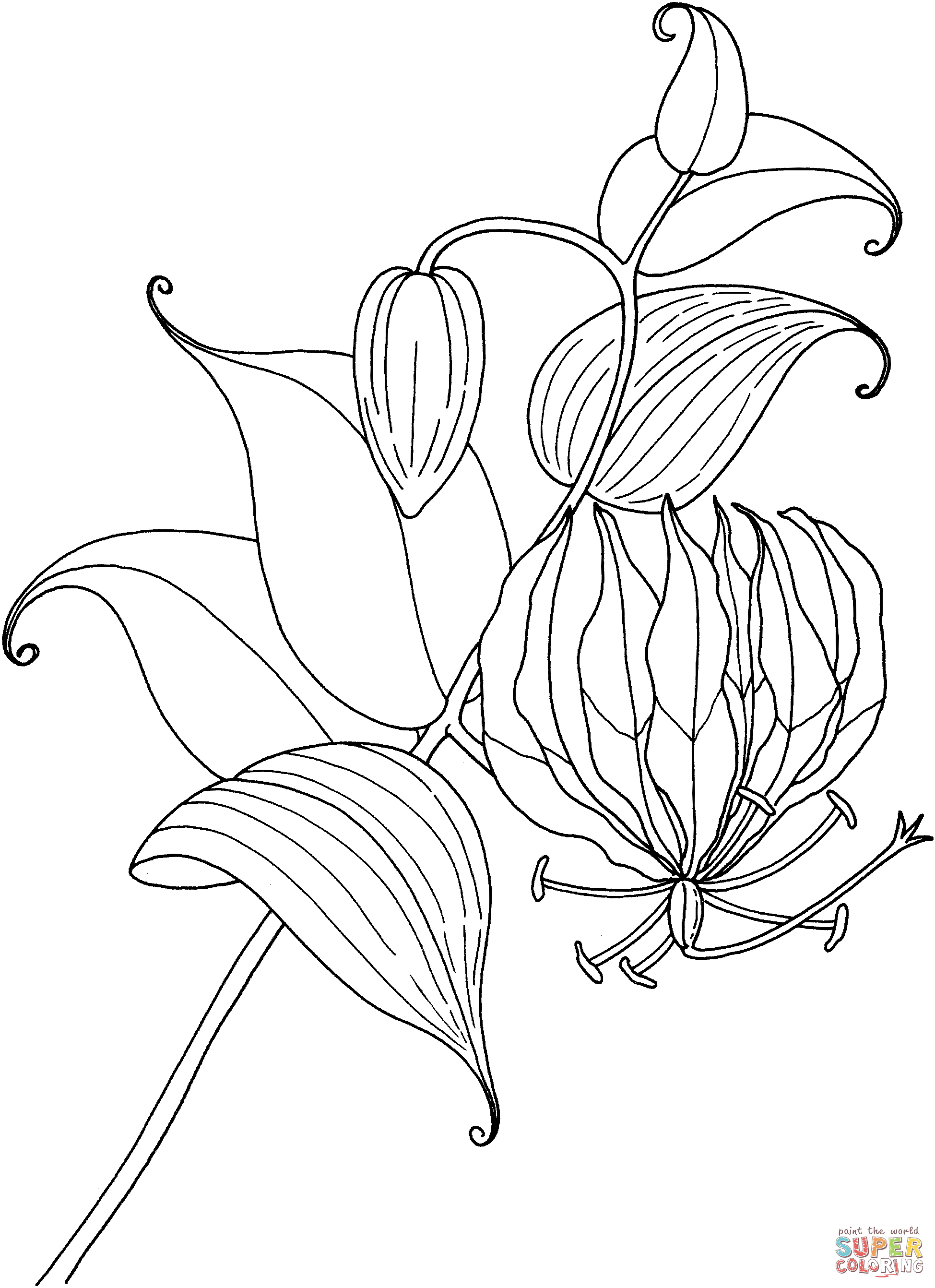 Calla Lily coloring #20, Download drawings