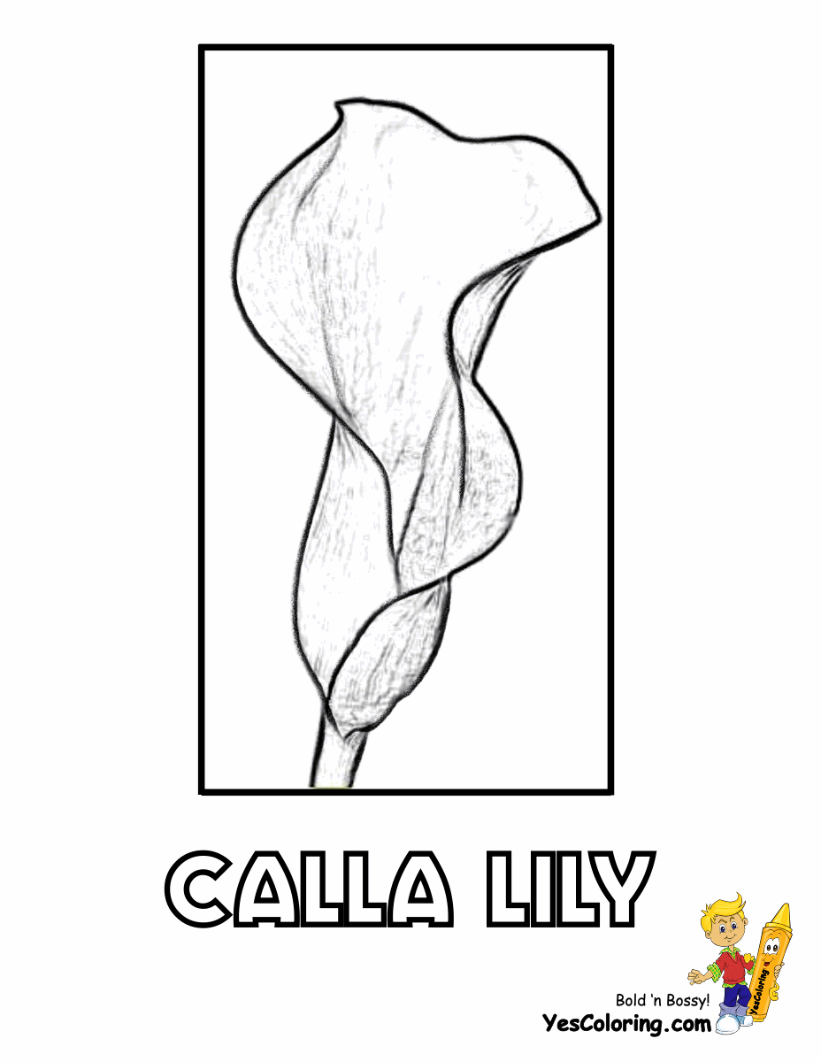 Calla Lily coloring #18, Download drawings
