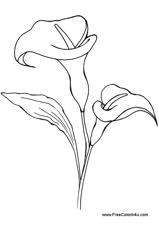 Calla Lily coloring #4, Download drawings