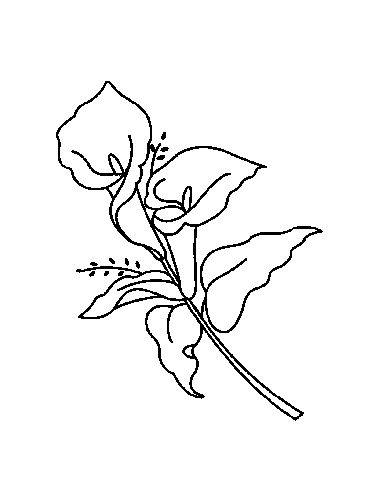 Calla Lily coloring #16, Download drawings